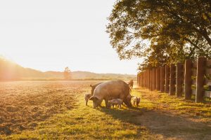 Ein Stück Land - pigs on a meadow in sunlight
